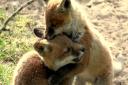 Two cubs play fighting. Picture: ROBERT MCKENNA