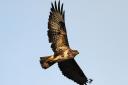 The mighty buzzard overhead  is an increasingly common sight in Suffolk. Image: Amy Lewis/WildNet