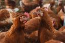 A cull is taking place at a commercial poultry operation in Cratfield, near Halesworth, as bird flu continues to afflict flocks in the region - which are now housed