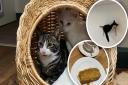 We visited Suffolk-only cat café, Finnegan’s Whiskers in Sudbury.