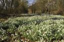 Here are five more places in Suffolk to see snowdrops