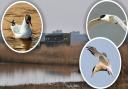 Birds at RSPB Minsmere nature reserve near Saxmundham in Suffolk have tested positive for avian influenza.