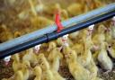 Ducklings at a duck farm. Ducks are among the bird species which have been hit across Suffolk during the latest round of bird flu outbreaks