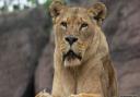 Colchester Zoo's lioness Naja who sadly passed away last week