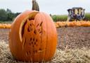 pumpkin at undley pumpkin patch(C) undley pumkin patch