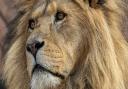 Colchester Zoo's Bailey the lion