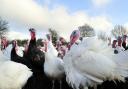 A 3km Avian Influenza Protection zone was set up around Great Cornard on December 9