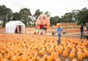 Pick a pumpkin at one of these great patches Picture: UNDLEY PUMPKIN PATCH AND MAIZE MAZE