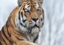 Amur Tiger Igor at Colchester Zoo.