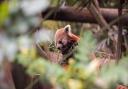 The Red Panda enclosure at Colchester Zoo which has announced it will remain closed under Tier 4