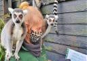 One of zookeepers counting the lemurs at Colchester Zoo, for its annual 'big count'.