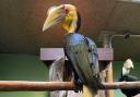 Elvis the Wreathed Hornbill, with Priscilla in the background at Colchester Zoo