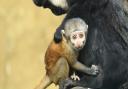 Casey the l'hoest's monkey (also known as a mountain monkey) gives birth to new-born at Colchester Zoo.