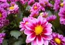 Bellflower Garden Centre is the perfect place to go if you want to flex your greenfingers     Picture: Gareth Roberts