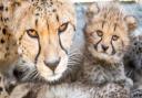 The cheetah Sia and her cub at Colchester Zoo, which is set to reopen Picture: PHIL JUDD