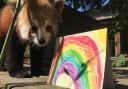 One of the zoo's red pandas alongside a handmade rainbow card Picture: Colchester Zoo