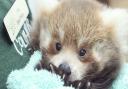 A rare picture of one of the adorable red panda cubs at Colchester Zoo Picture: COLCHESTER ZOO