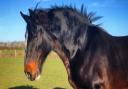 Meg the Shire Horse has lived at Colchester Zoo in Essex since 2009 Picture: COLCHESTER ZOO