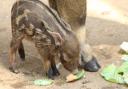 The sweet red river hog piglets don't yet have a name Picture: COLCHESTER ZOO