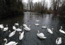 40 dead swans, two black-headed gulls and one heron have been found dead on the River Stour in the last 10 days