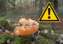 Woodlands Trust warns against pumpkin dumping.