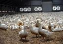 Bird flu has been confirmed in a commercial poultry flock near Woodbridge