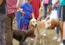 St Elizabeth Hospice prepares for Suffolk Dog Day