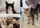 These adorable cats are among those looking for a forever home in Suffolk at the moment