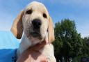 Could you give a guide dog a home in Suffolk?