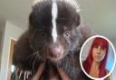 Ace the skunk disappeared from his home in Applegate Mews, Great Cornard