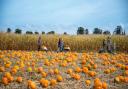 Undley Farm will reopen its pumpkin patch this year