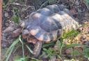 Shellidan the 15-year-old tortoise has gone missing