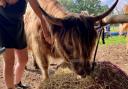 Baylham House Rare Breeds Farm has launched a Highland cow experience