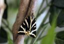 The Jersey Tiger moth is listed as a nationally scarce species but has recently been spotted in Sudbury