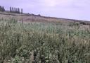 Marshes at Hollesley have dried out - forcing birds to find new lagoons.