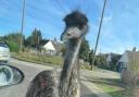 The emu was spotted near the High Street in Hadleigh.