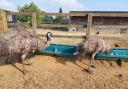 Three emus that were spotted walking around a Suffolk town have now been taken into the care of an experienced Emu keeper. 