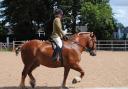 Suffolk Punch horses will be on display this October