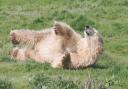 Flocke the polar bear has helped make Suffolk the largest polar bear reserve in Europe