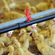 Ducklings at a duck farm. Ducks are among the bird species which have been hit across Suffolk during the latest round of bird flu outbreaks