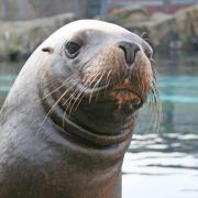 Paris lived at Colchester Zoo for almost two decades