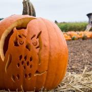 pumpkin at undley pumpkin patch(C) undley pumkin patch