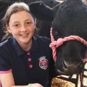 Lucy Bailey, 12, from Sedge Fen, Lakenheath, with Sue Cow her Dexter, at the South Suffolk Show