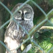 Suffolk Owl Sanctuary has been forced to postpone its flying season because of bird flu