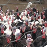 An outbreak of Avian influenza has been detected at an animal sanctuary at Kirby Cross