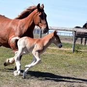 Suffolk Punch foal Prince Philip and his mother