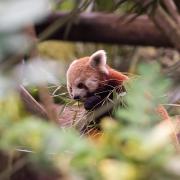 Visitors have returned to Colchester Zoo in Essex