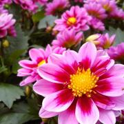 Bellflower Garden Centre is the perfect place to go if you want to flex your greenfingers     Picture: Gareth Roberts