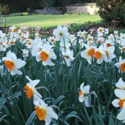 The banks of the Stour at Great Thurlow Hall are adorned with daffodil and narcissi, and blossoming trees in spring    Picture: Steven Moore