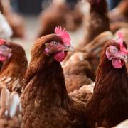 Chickens were culled at a premises near Bury St Edmunds.